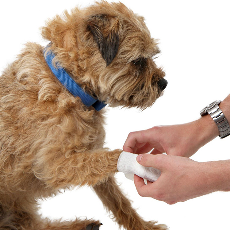 Аптечка первой помощи для кошек и собак для автомобиля — Аварийная аптечка для домашних животных для путешествий на дому и в офисе — Все необходимое для кемпинга с собаками с цифровым термометром, намордником и мини-сумкой первой помощи